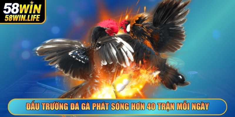 Đấu trường đá gà phát sóng hơn 40 trận mỗi ngày
