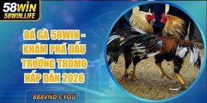 Đá Gà 58Win - Khám Phá Đấu Trường Thomo Hấp Dẫn 2026