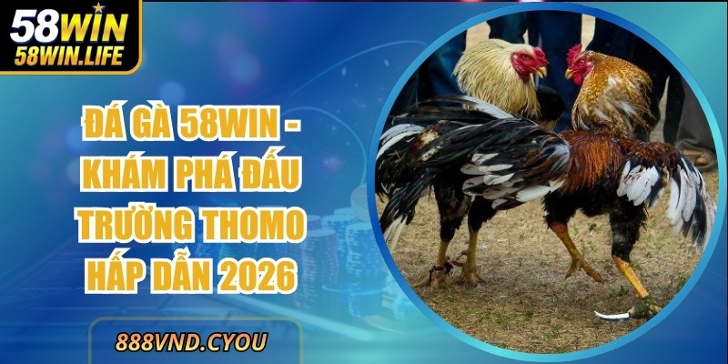 Đá Gà 58Win - Khám Phá Đấu Trường Thomo Hấp Dẫn 2026